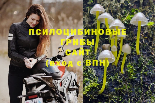 ГАЛЛЮЦИНОГЕННЫЕ ГРИБЫ Козловка